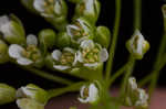 Roadside pennycress 